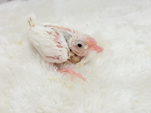 大人になったら雪見だいふく!?☃️🍡💖白文鳥 ヒナ 白文鳥