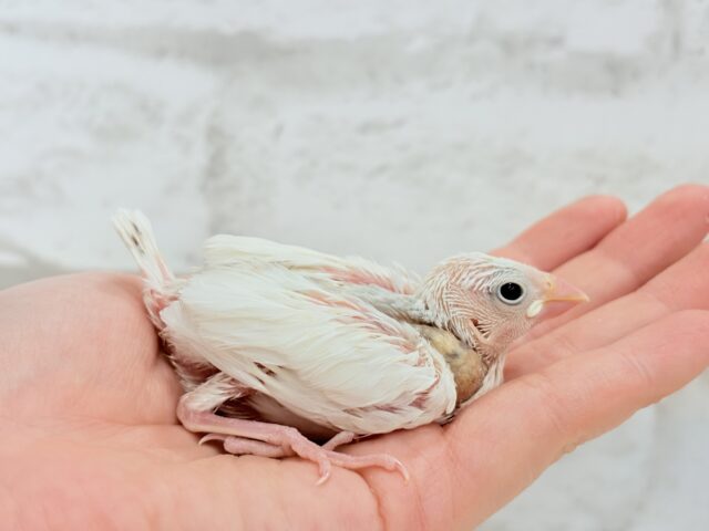 大人になったら雪見だいふく!?☃️🍡💖白文鳥 ヒナ 白文鳥