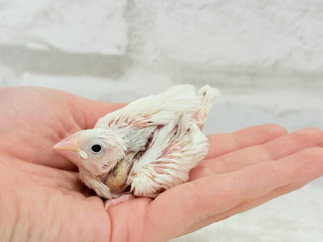 大人になったら雪見だいふく!?☃️🍡💖白文鳥 ヒナ 白文鳥