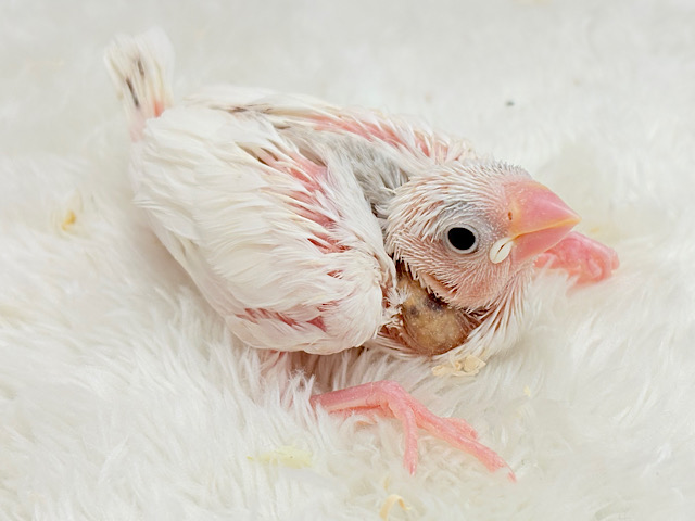 大人になったら雪見だいふく!?☃️🍡💖白文鳥 ヒナ 大人になったら雪見だいふく!?☃️🍡💖白文鳥 ヒナ