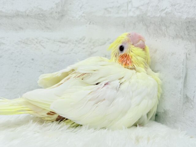 真っ白ふんわりおもちちゃん🐣💛オカメインコ(ルチノー) ヒナ オカメインコ