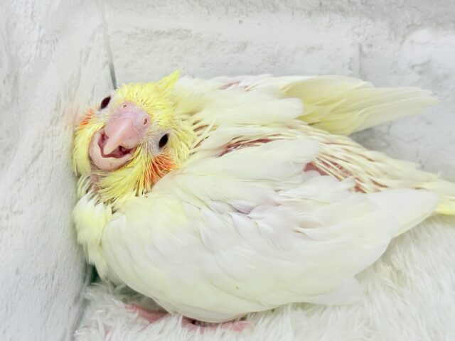 真っ白ふんわりおもちちゃん🐣💛オカメインコ(ルチノー) ヒナ オカメインコ
