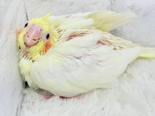 真っ白ふんわりおもちちゃん🐣💛オカメインコ(ルチノー) ヒナ オカメインコ