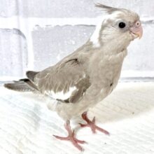 オカメインコ ホワイトフェイスシナモン  ‎🤍🤎☕️🍃