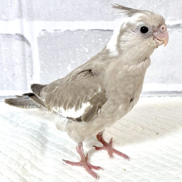 オカメインコ ホワイトフェイスシナモン ‎🤍🤎☕️🍃