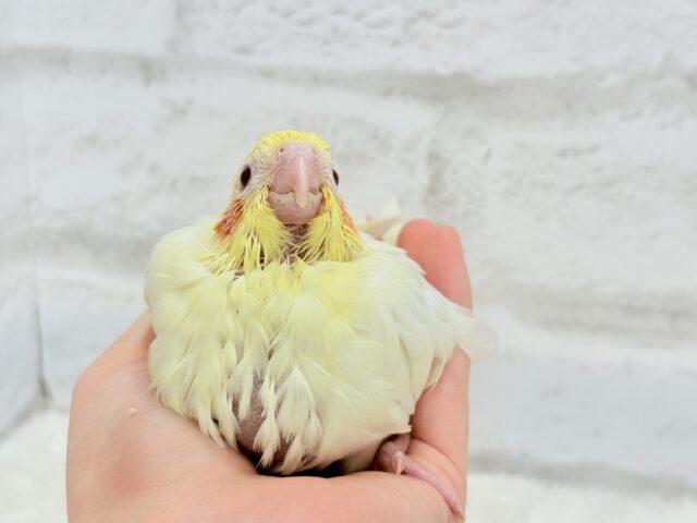 オカメインコ