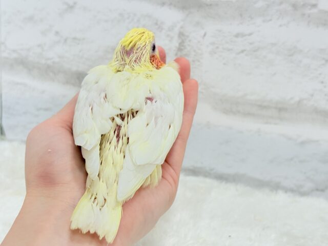 真っ白ふんわりおもちちゃん🐣💛オカメインコ(ルチノー) ヒナ オカメインコ