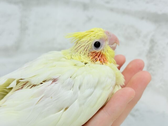 真っ白ふんわりおもちちゃん🐣💛オカメインコ(ルチノー) ヒナ オカメインコ