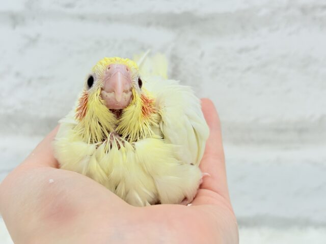 真っ白ふんわりおもちちゃん🐣💛オカメインコ(ルチノー) ヒナ オカメインコ