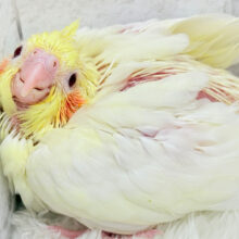 真っ白ふんわりおもちちゃん🐣💛オカメインコ(ルチノー) ヒナ