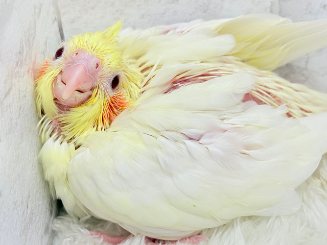 真っ白ふんわりおもちちゃん🐣💛オカメインコ(ルチノー) ヒナ 真っ白ふんわりおもちちゃん🐣💛オカメインコ(ルチノー) ヒナ