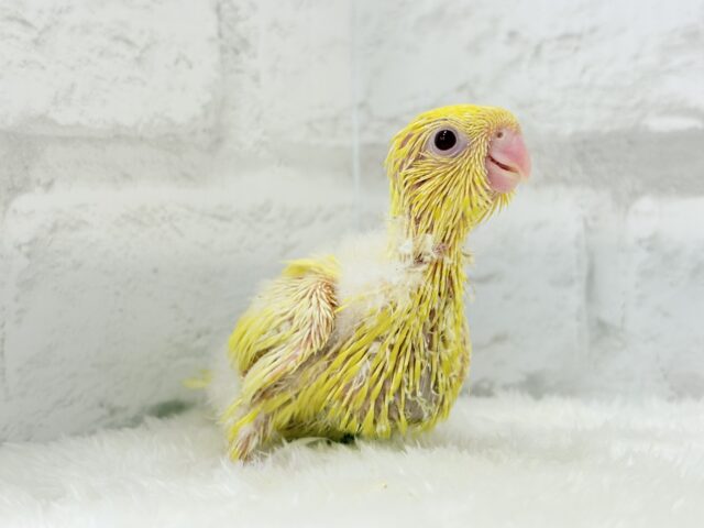 まっきっきーのヒマワリちゃん🐣🌻サザナミインコ(ルチノー) ヒナ サザナミインコ