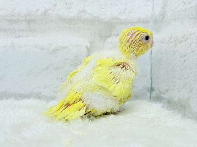 サザナミインコ