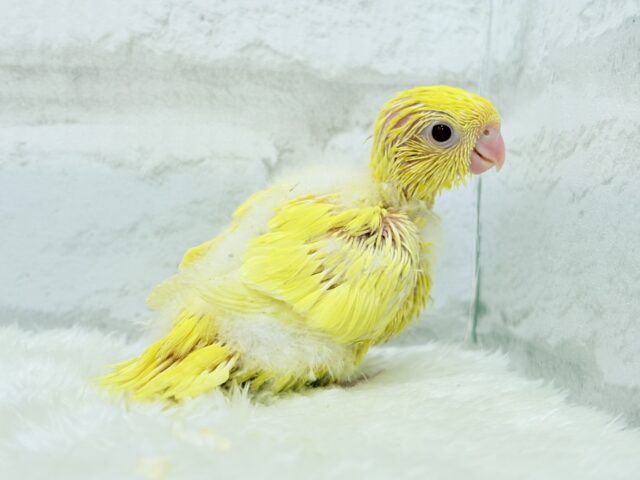 サザナミインコ