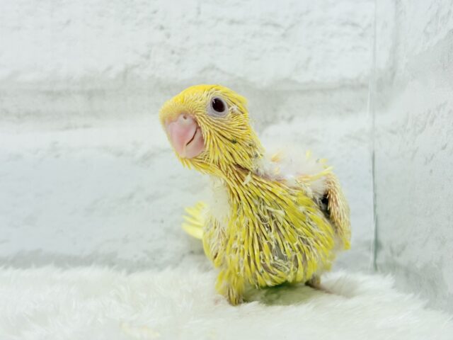 まっきっきーのヒマワリちゃん🐣🌻サザナミインコ(ルチノー) ヒナ サザナミインコ