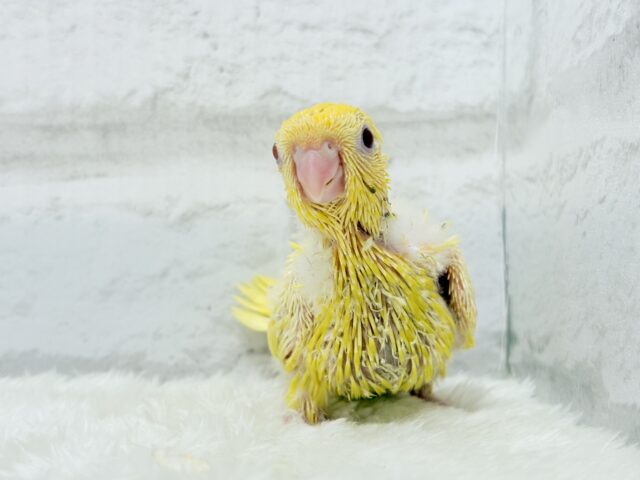 サザナミインコ