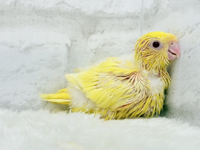 サザナミインコ