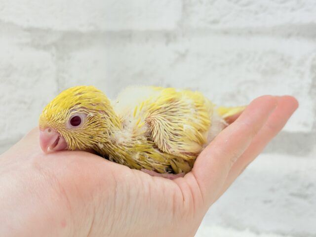 まっきっきーのヒマワリちゃん🐣🌻サザナミインコ(ルチノー) ヒナ サザナミインコ