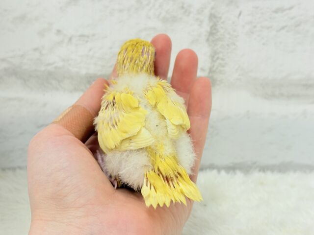 サザナミインコ