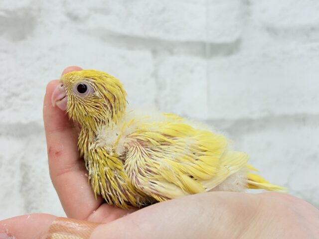 サザナミインコ