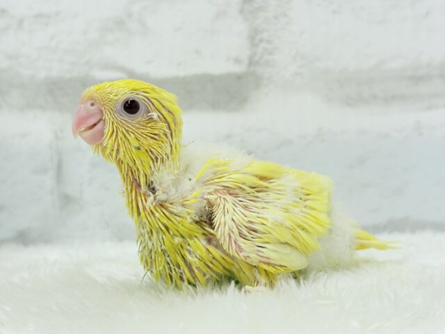 まっきっきーのヒマワリちゃん🐣🌻サザナミインコ(ルチノー) ヒナ サザナミインコ