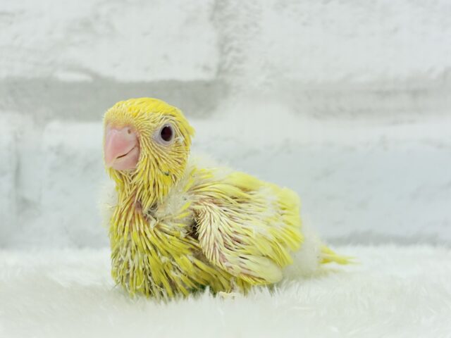 サザナミインコ