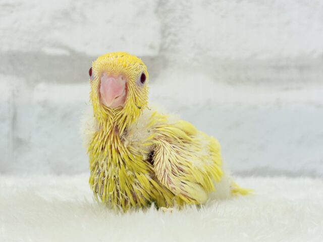サザナミインコ