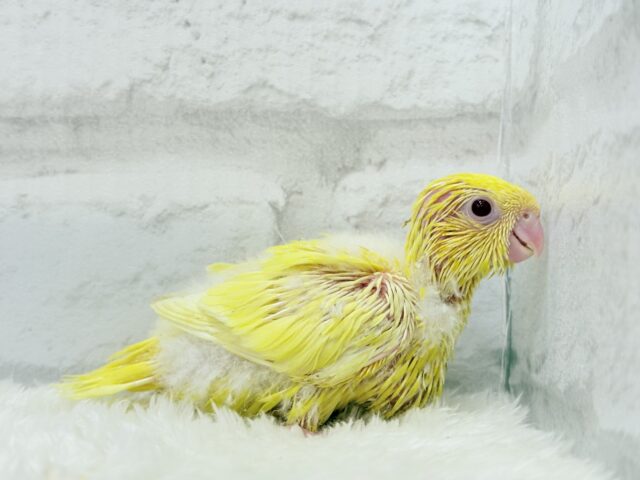 まっきっきーのヒマワリちゃん🐣🌻サザナミインコ(ルチノー) ヒナ サザナミインコ