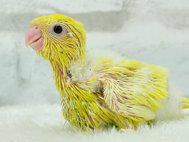 まっきっきーのヒマワリちゃん🐣🌻サザナミインコ(ルチノー) ヒナ まっきっきーのヒマワリちゃん🐣🌻サザナミインコ(ルチノー) ヒナ