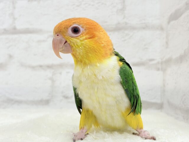 シロハラインコ