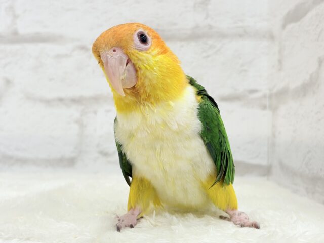 控えめに甘えさせて…?💖シロハラインコ 男の子 シロハラインコ