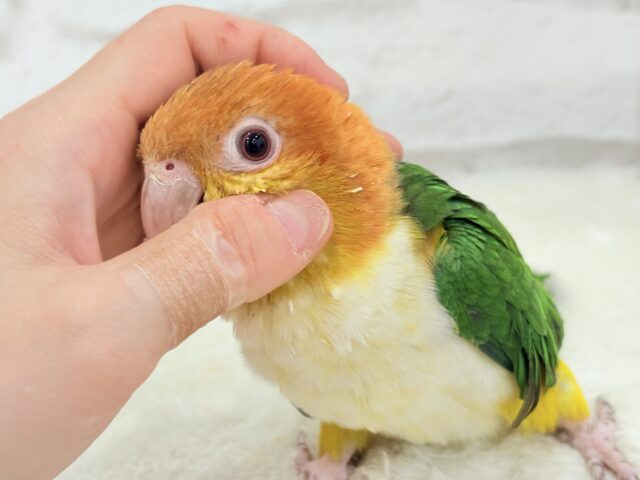 シロハラインコ