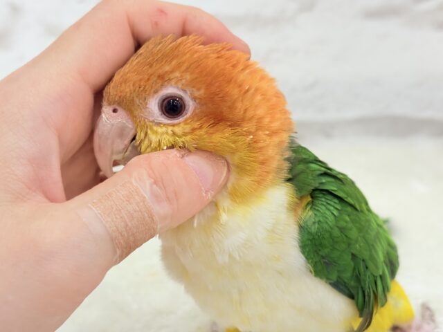 シロハラインコ