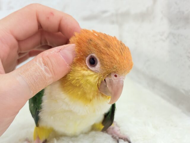 シロハラインコ