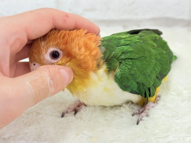 シロハラインコ