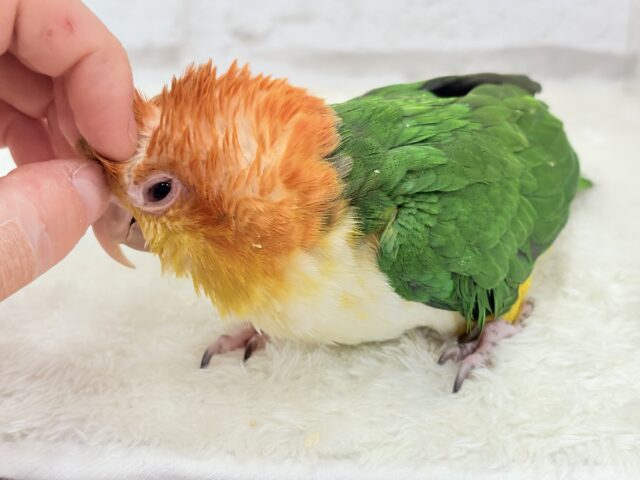 シロハラインコ