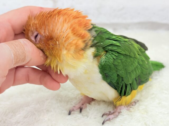控えめに甘えさせて…?💖シロハラインコ 男の子 シロハラインコ
