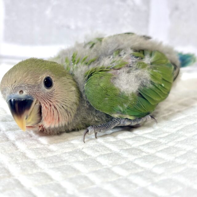 コザクラインコ（小桜インコ）