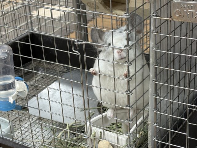 【最新画像更新🪄︎︎✨】可愛さフル稼働❣️もふっとまんまるチンチラちゃん(パイド)女の子 チンチラ