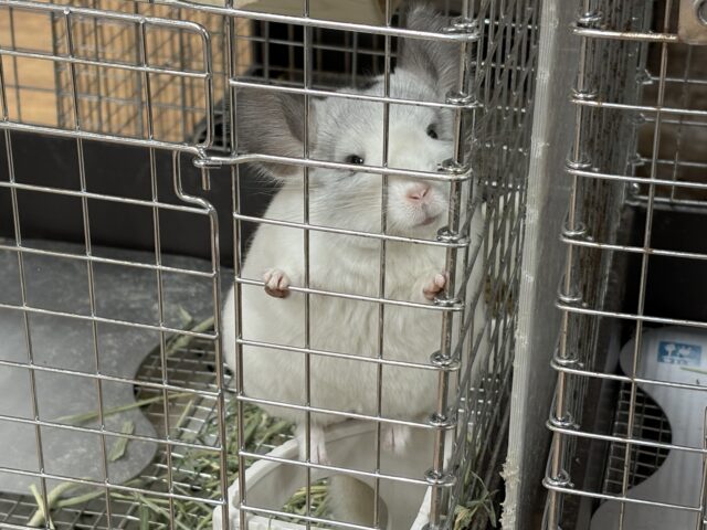 【最新画像更新🪄︎︎✨】可愛さフル稼働❣️もふっとまんまるチンチラちゃん(パイド)女の子 チンチラ