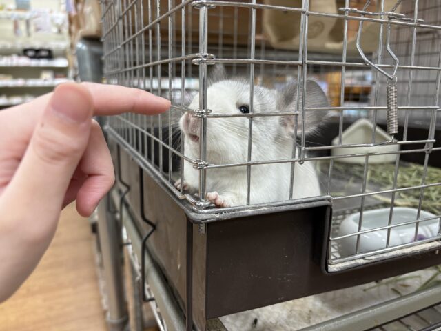 【最新画像更新🪄︎︎✨】可愛さフル稼働❣️もふっとまんまるチンチラちゃん(パイド)女の子 チンチラ