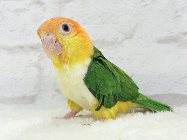 シロハラインコ
