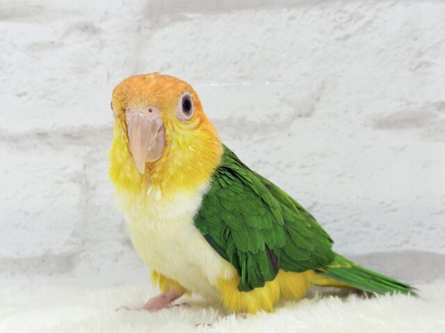 シロハラインコ