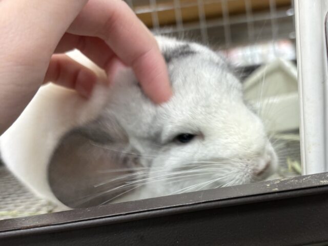 【最新画像更新🪄︎︎✨】可愛さフル稼働❣️もふっとまんまるチンチラちゃん(パイド)女の子 チンチラ