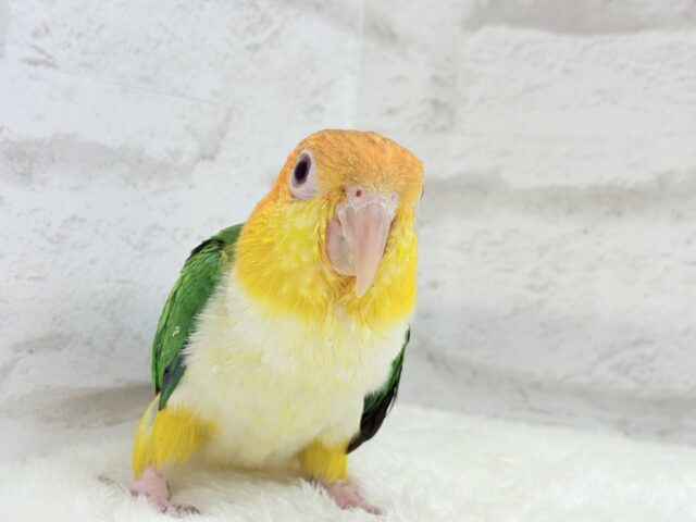 シロハラインコ