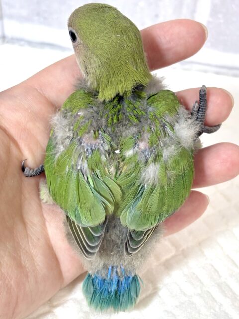 コザクラインコ（小桜インコ）