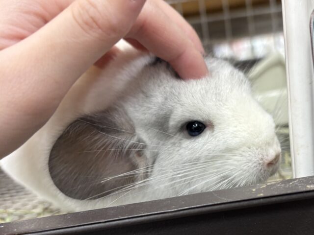 【最新画像更新🪄︎︎✨】可愛さフル稼働❣️もふっとまんまるチンチラちゃん(パイド)女の子 チンチラ