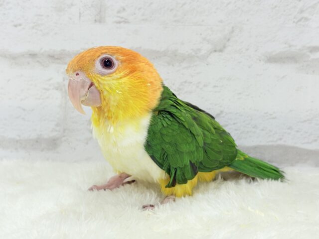 控えめに甘えさせて…?💖シロハラインコ 男の子 シロハラインコ