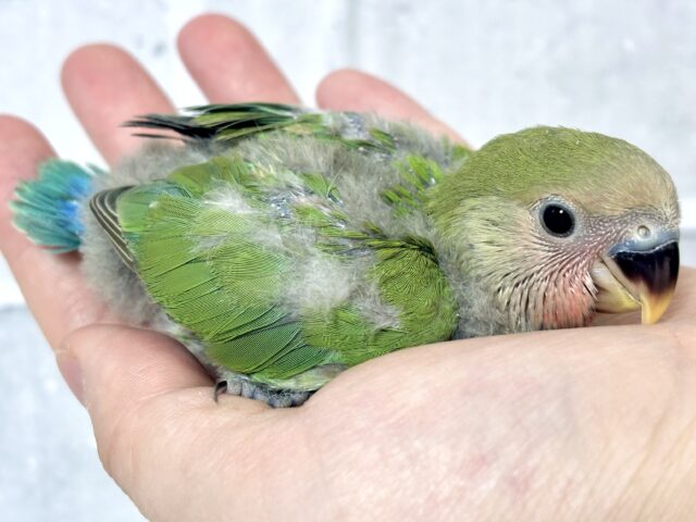 コザクラインコ ノーマル 𓏸𓈒💚𓈒𓏸⸜❤️⸝ コザクラインコ(小桜インコ)