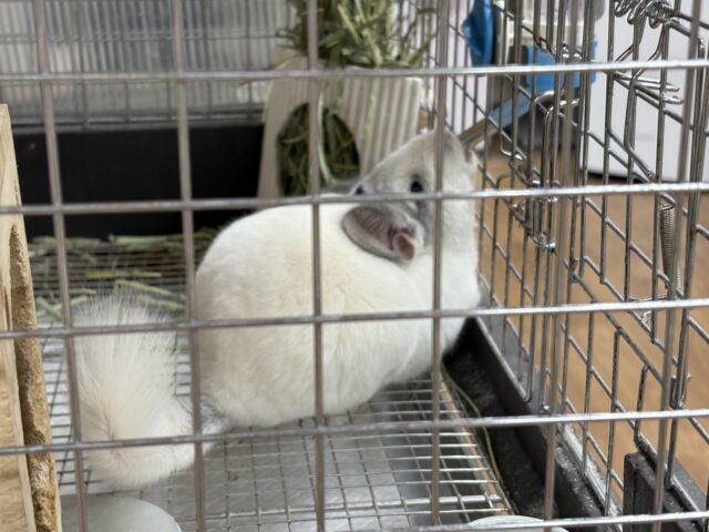 【最新画像更新🪄︎︎✨】可愛さフル稼働❣️もふっとまんまるチンチラちゃん(パイド)女の子 チンチラ